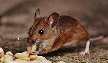 24 Hour & Emergency Exterminators in Buck, PA